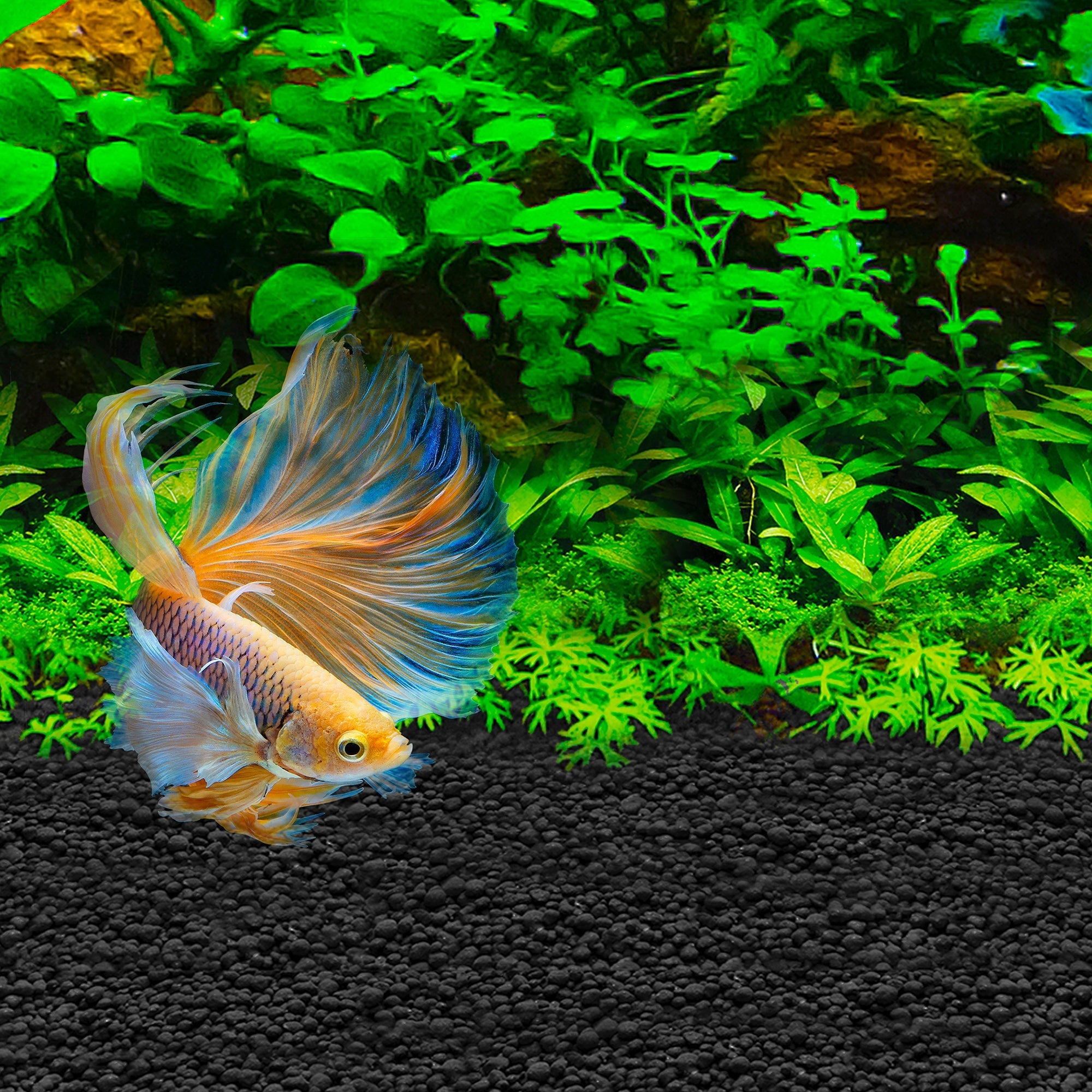 Fluval Betta Stratum (Special Order)