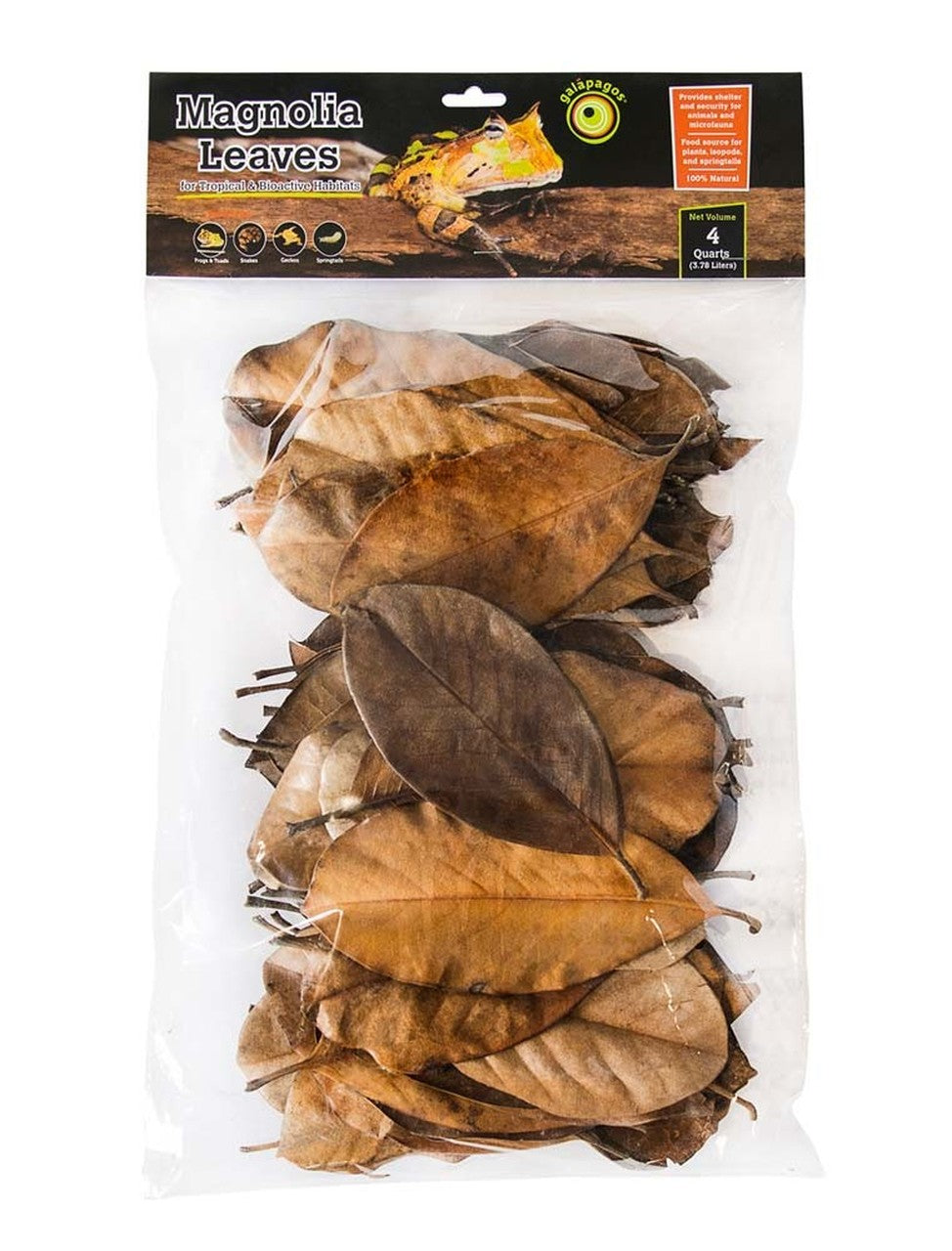 Galapagos Magnolia leaves
