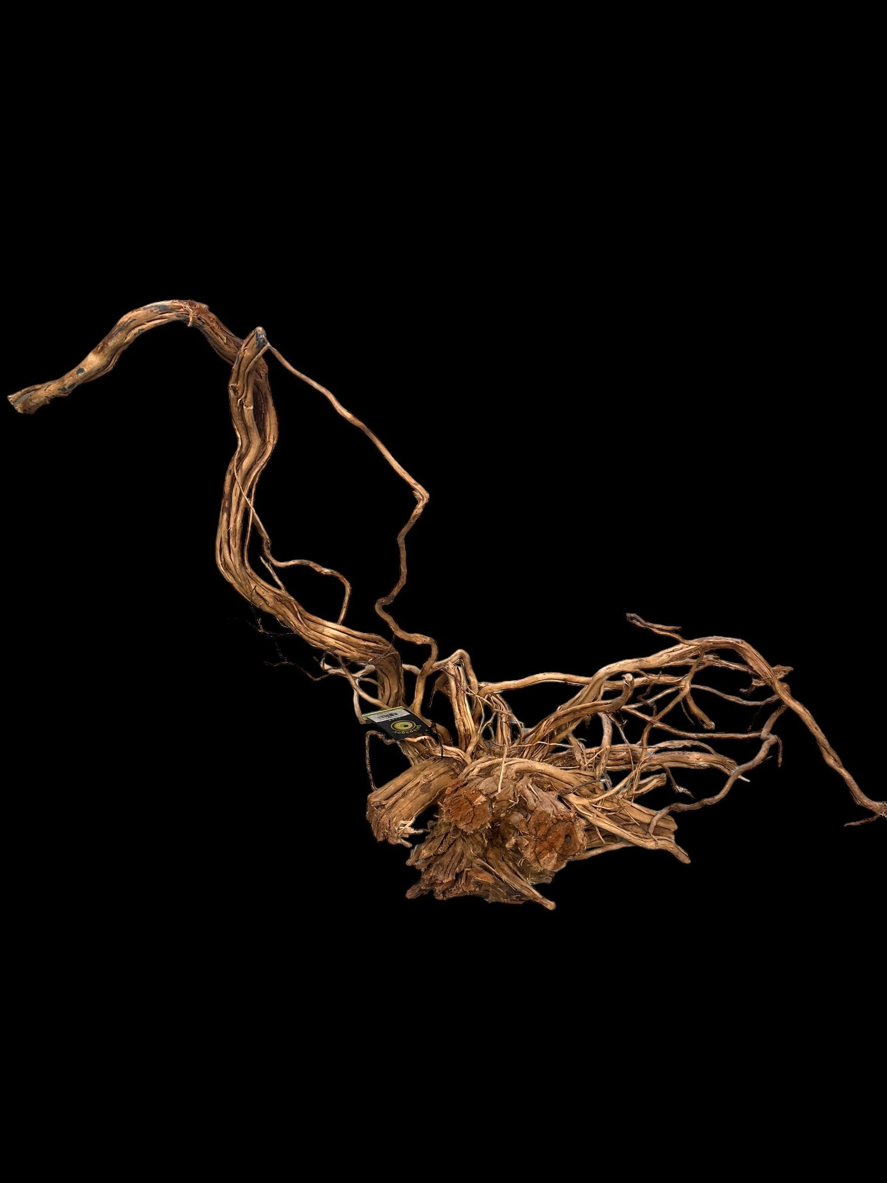 Galapagos Dragon Wood