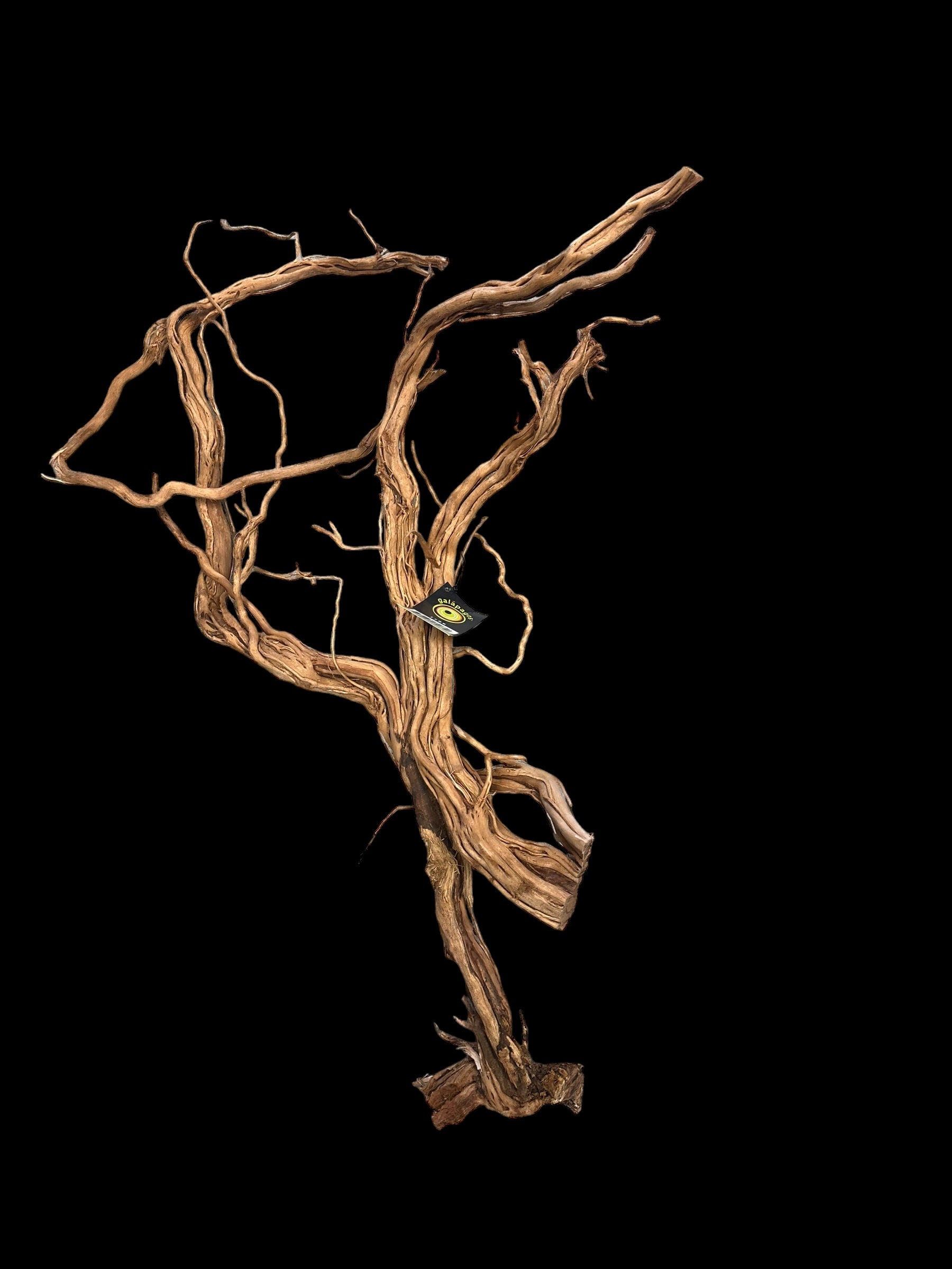 Galapagos Dragon Wood
