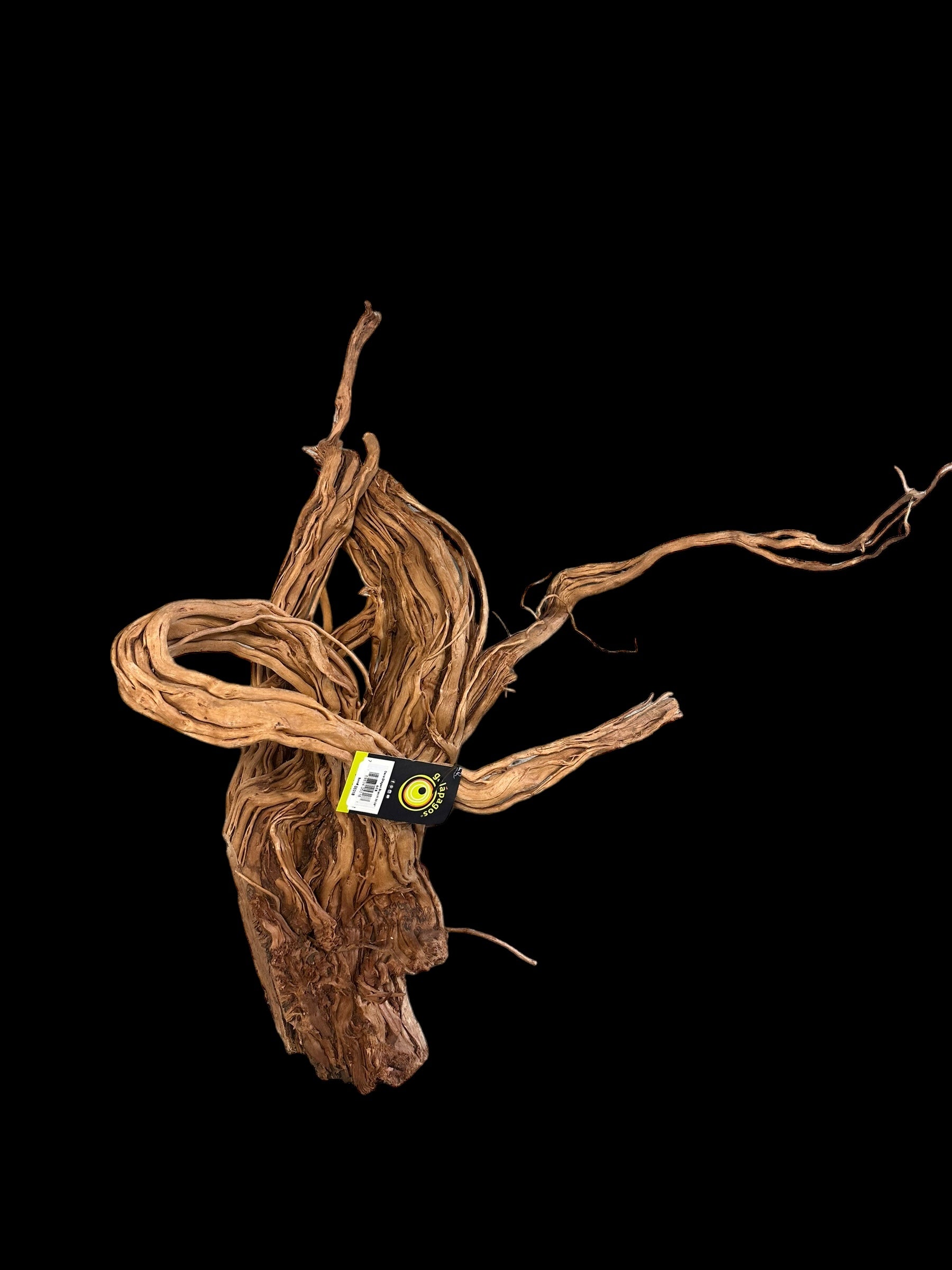 Galapagos Dragon Wood