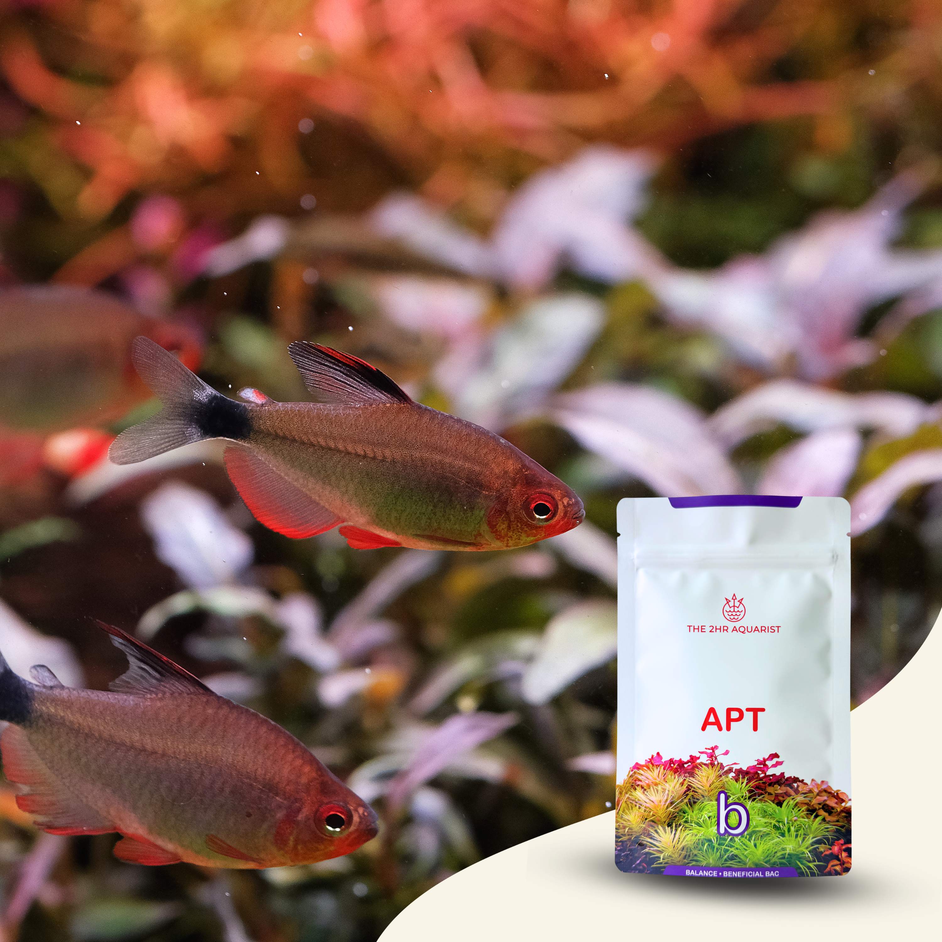 2Hr Aquarist APT b Balance