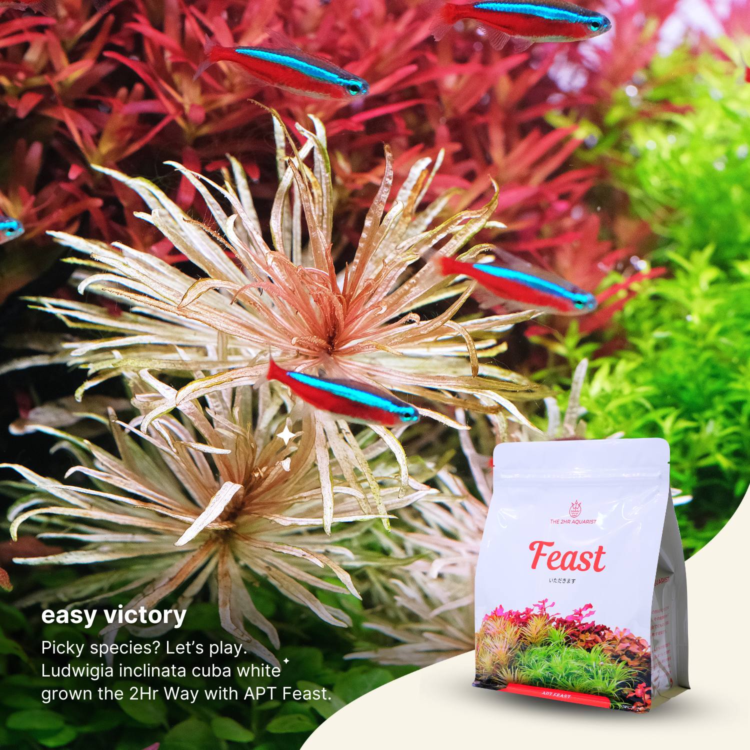 2HR Aquarist APT Feast Aquasoil