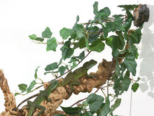 Magnaturals Jungle Vine Cluster