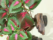 Magnaturals Hanging Jungle