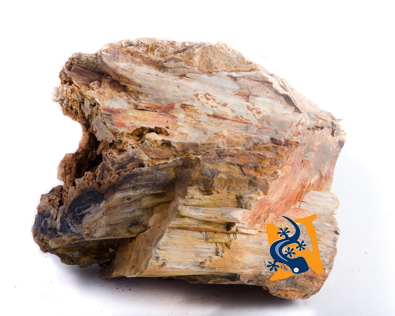 Petrified Wood
