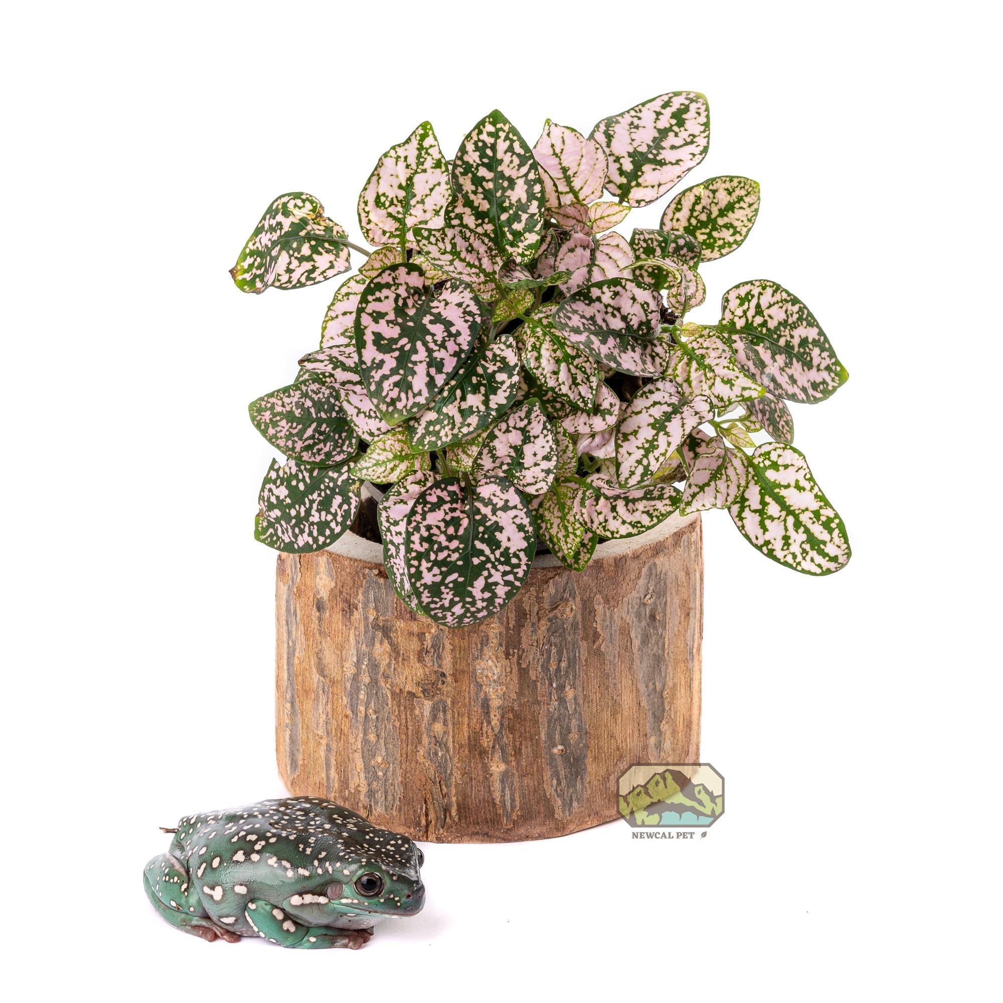 NewCal Pauwlonia Tree Pot