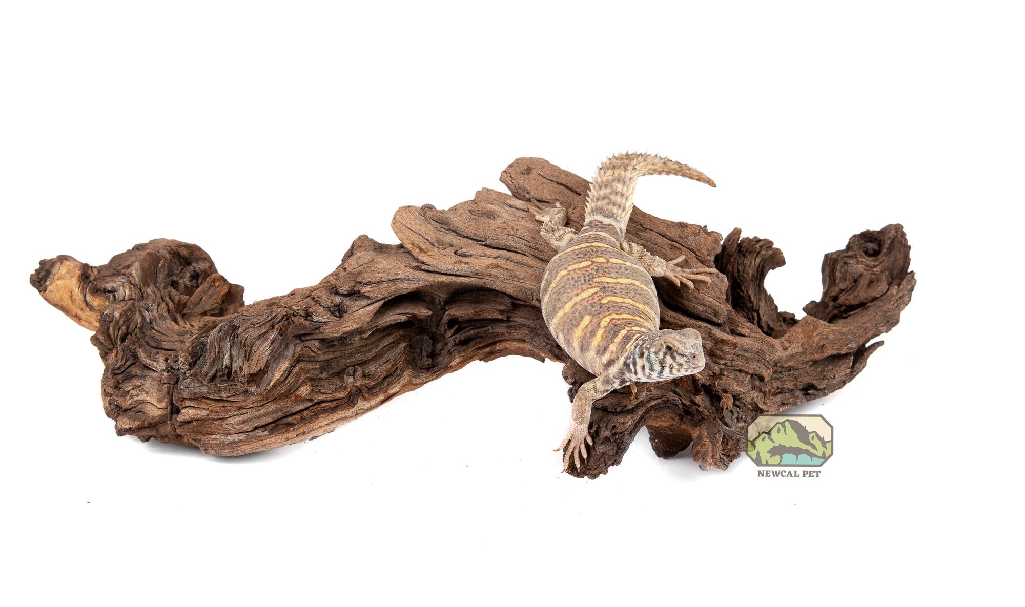 NewCal Mopani Wood
