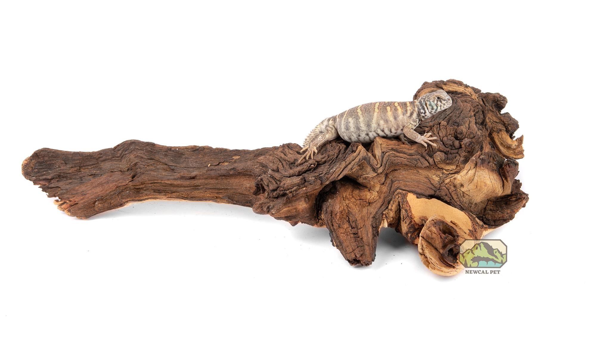 NewCal Mopani Wood