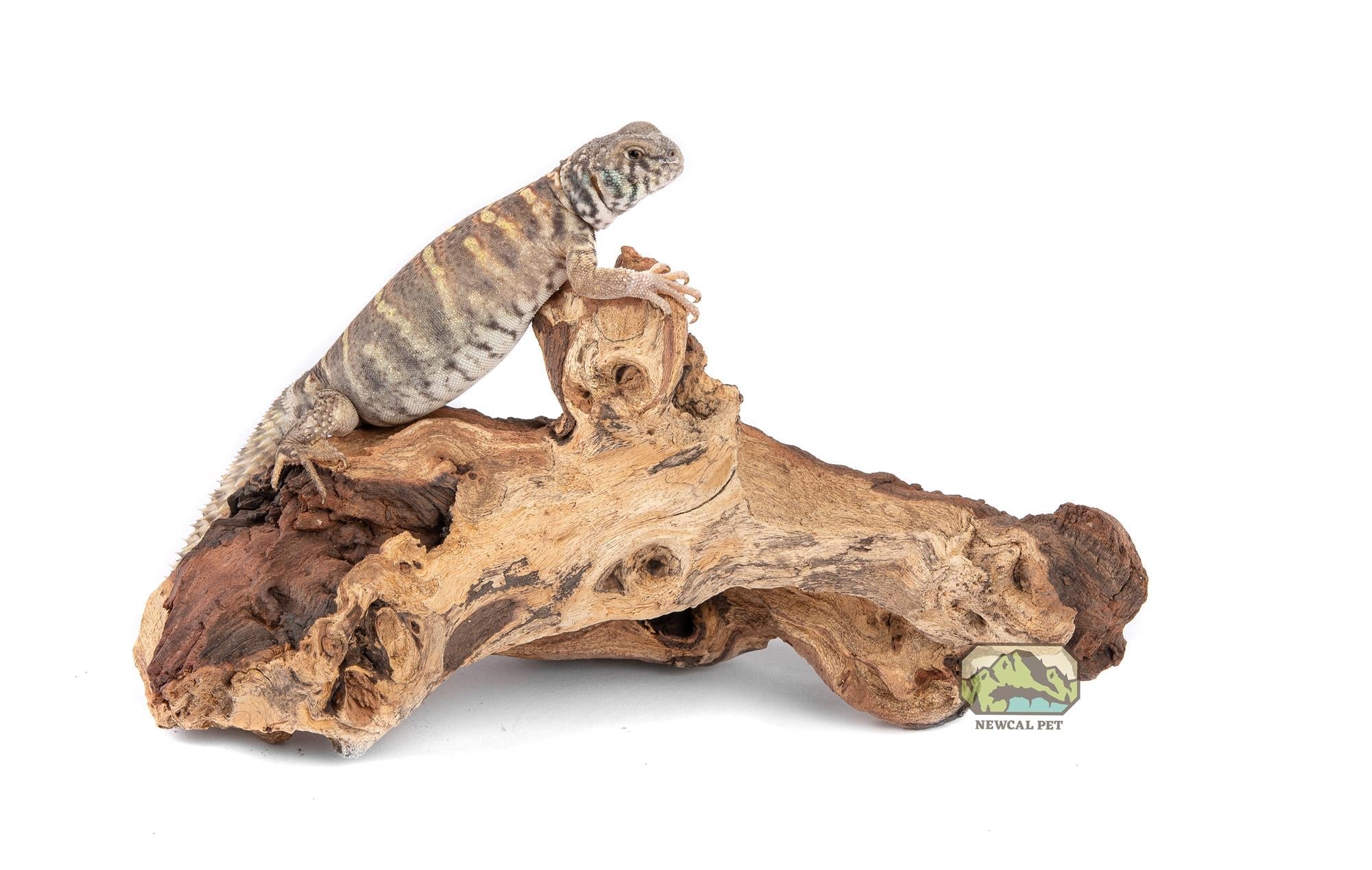 NewCal Mopani Wood