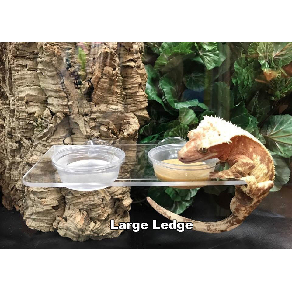 Pangea Acrylic Gecko Ledge - Suction Cup
