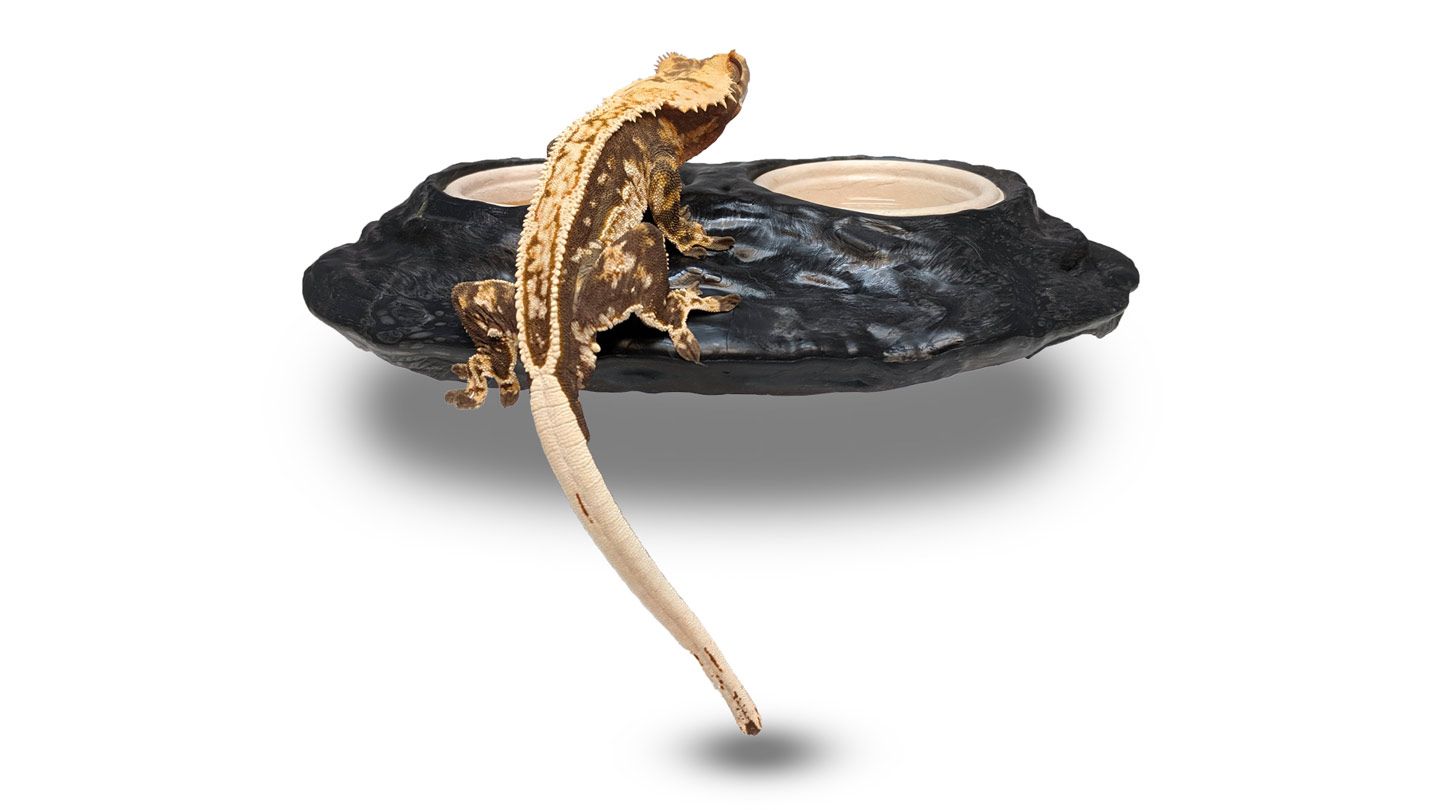 Pangea Ultimate Gecko Ledge - Magnetic