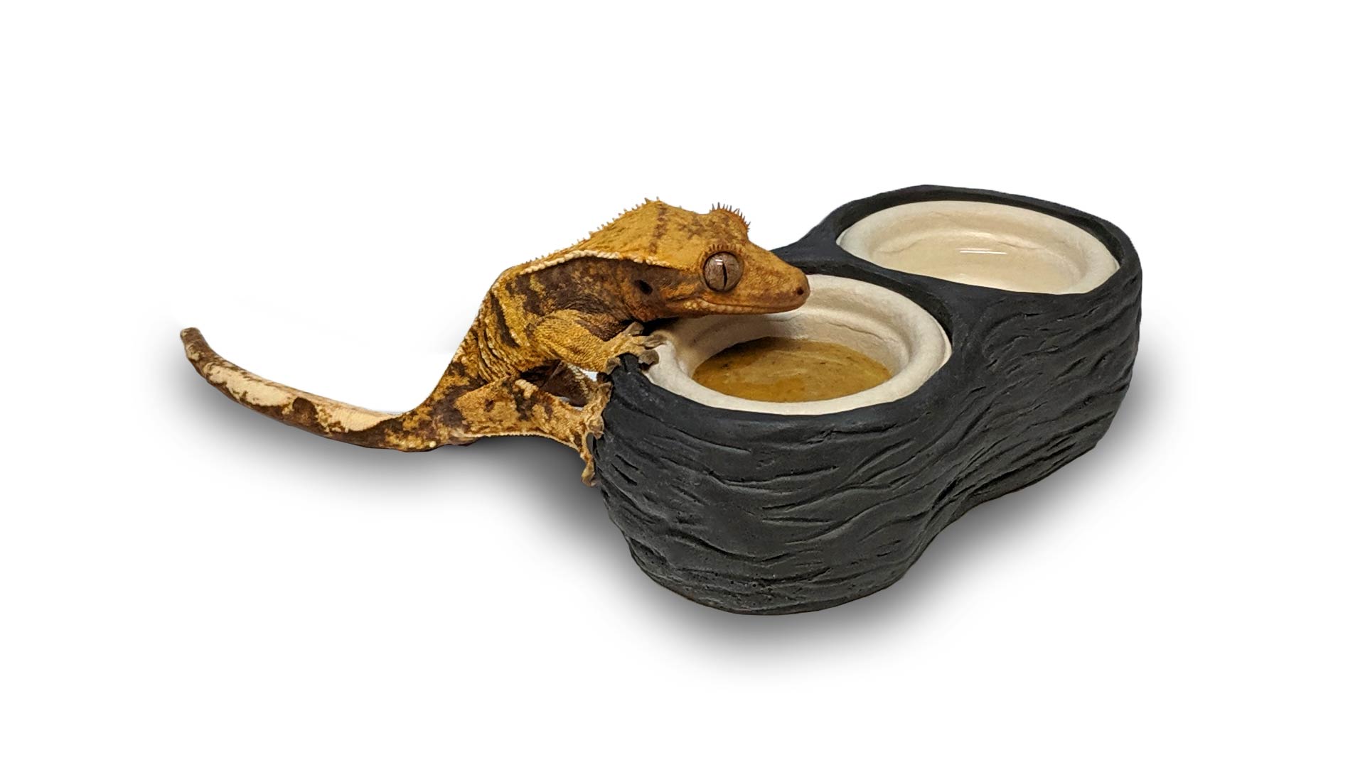 Pangea Biodegradable Gecko Paper Feeding Cups 0.5 oz. (100-Pack)