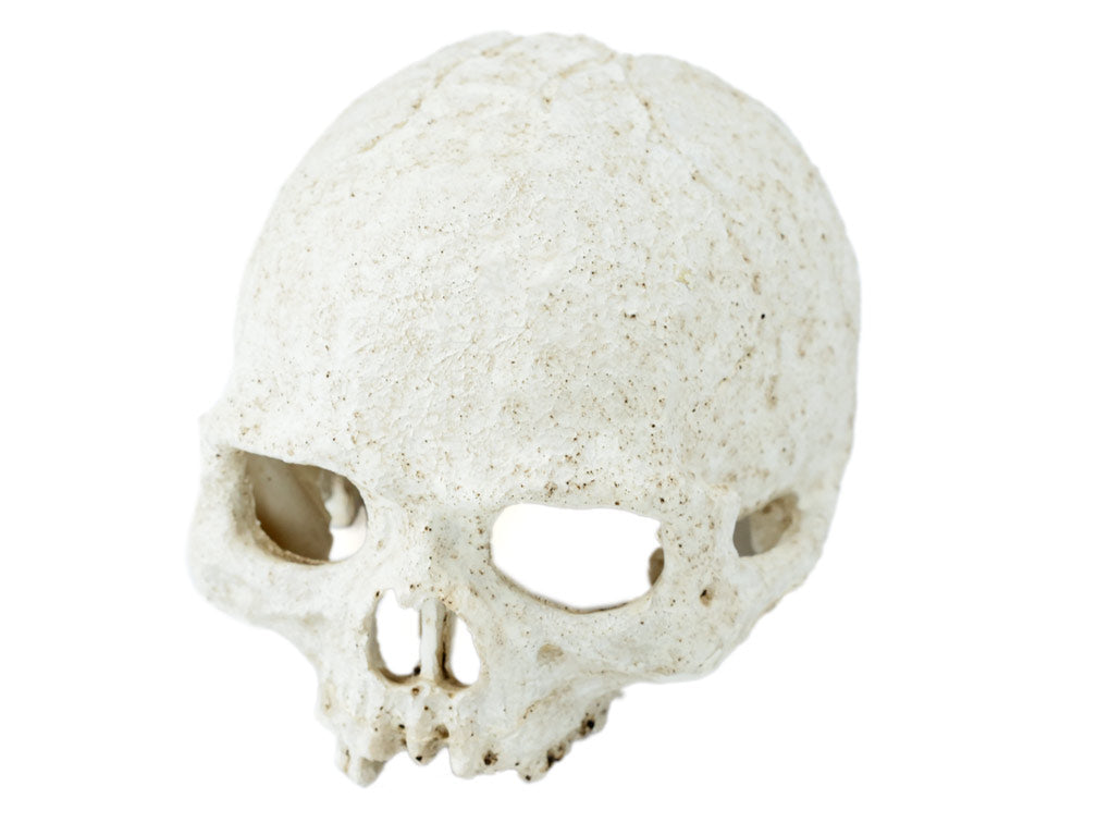 Pangea Human Skull Hide