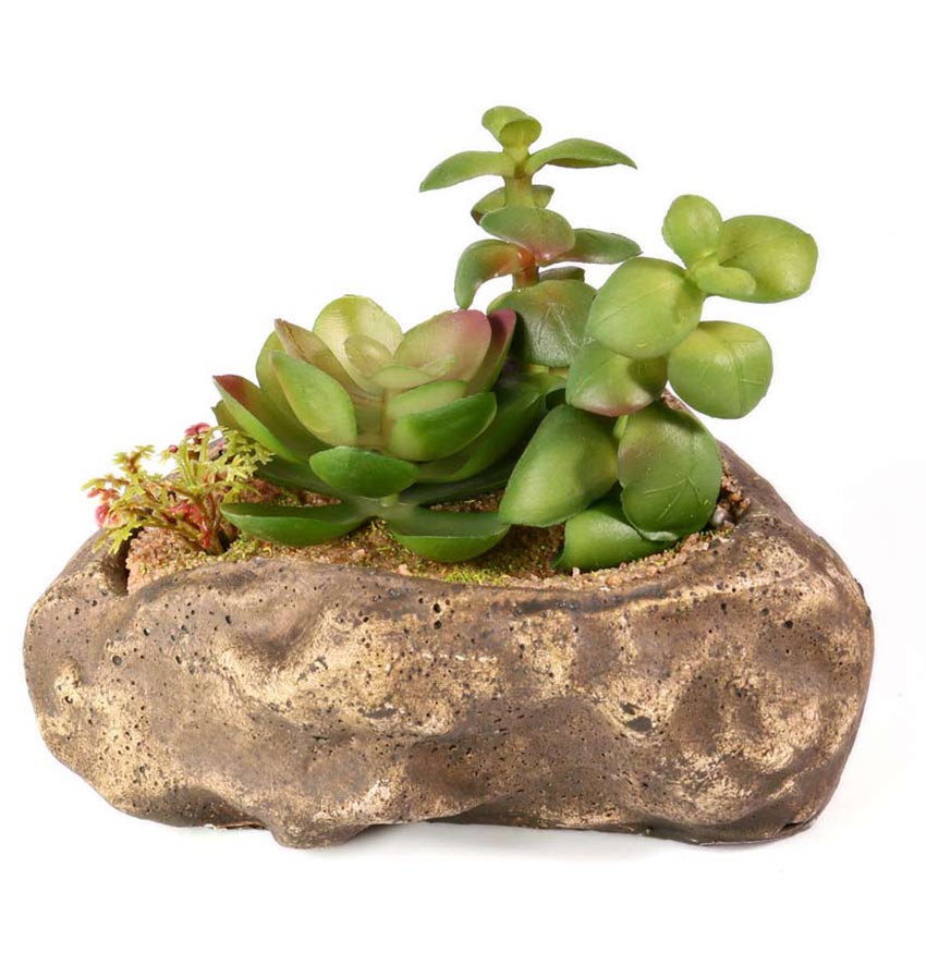 Pangea Succulent Garden
