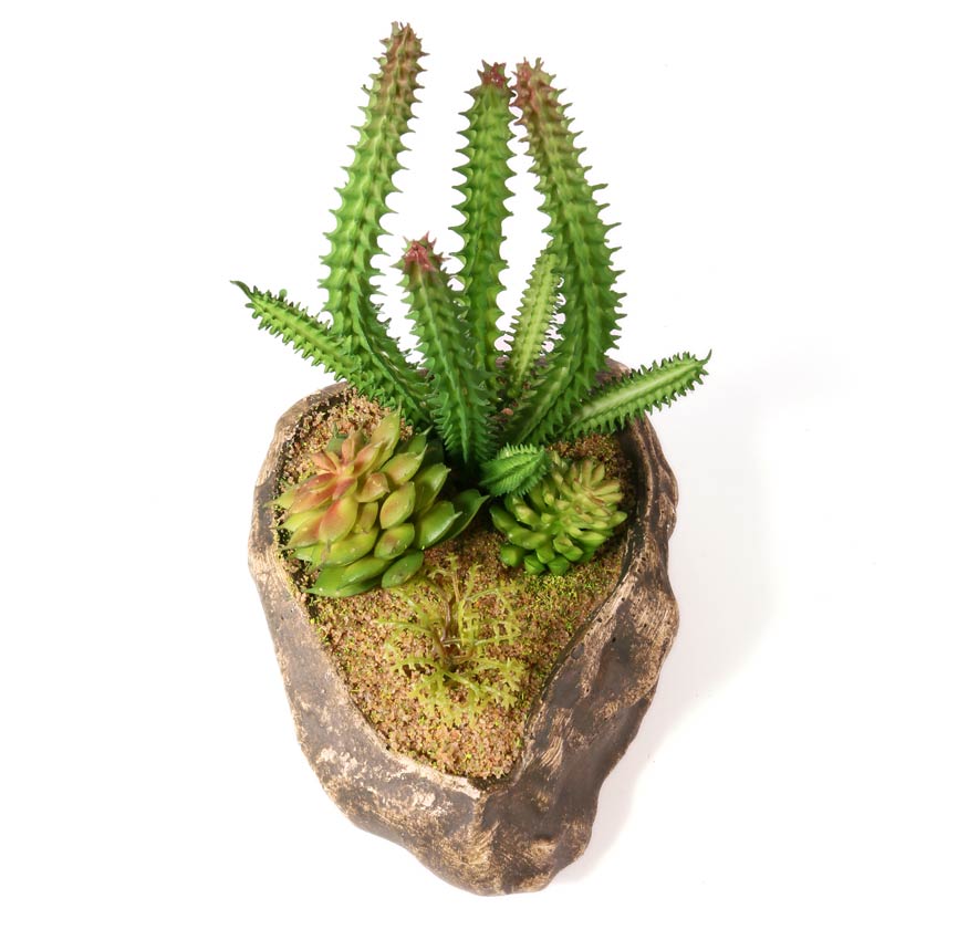 Pangea Succulent Garden