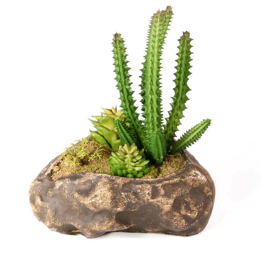 Pangea Succulent Garden