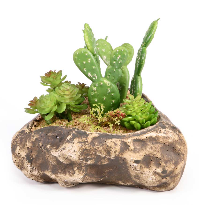 Pangea Succulent Garden