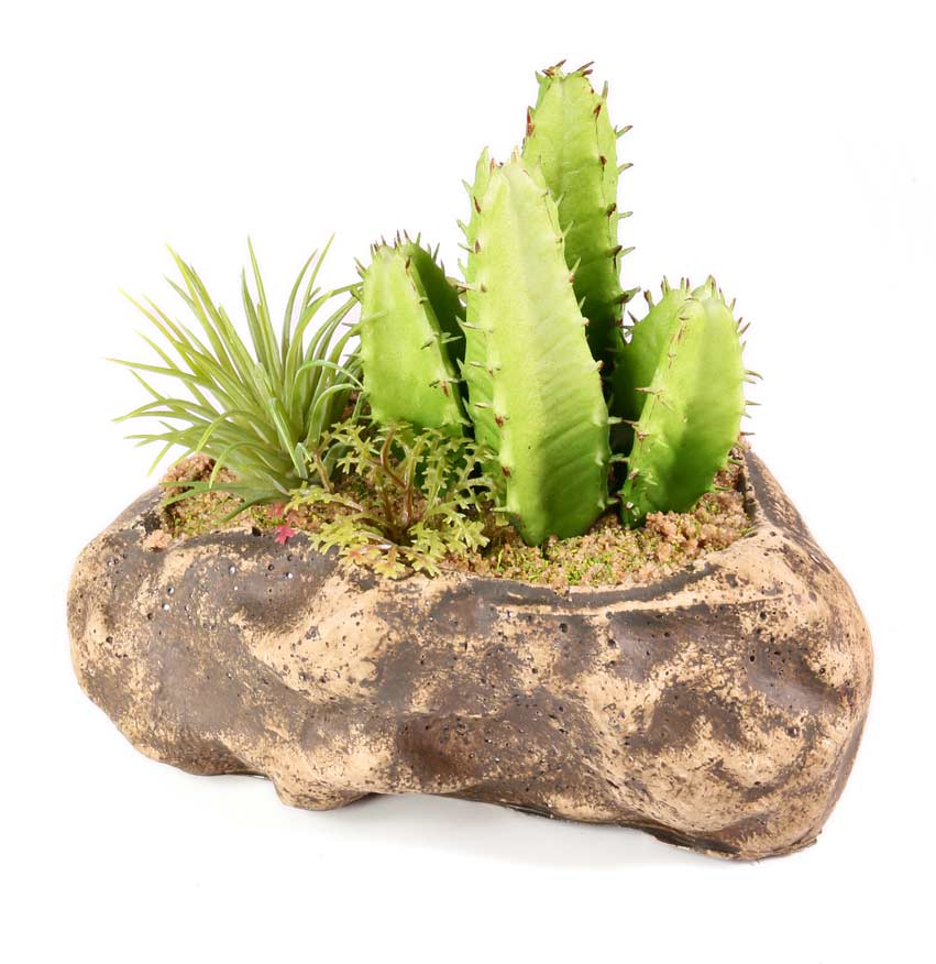 Pangea Succulent Garden