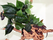 Magnaturals Hanging Jungle