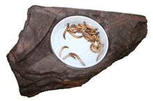 Magnaturals Worm Feeder Ledge