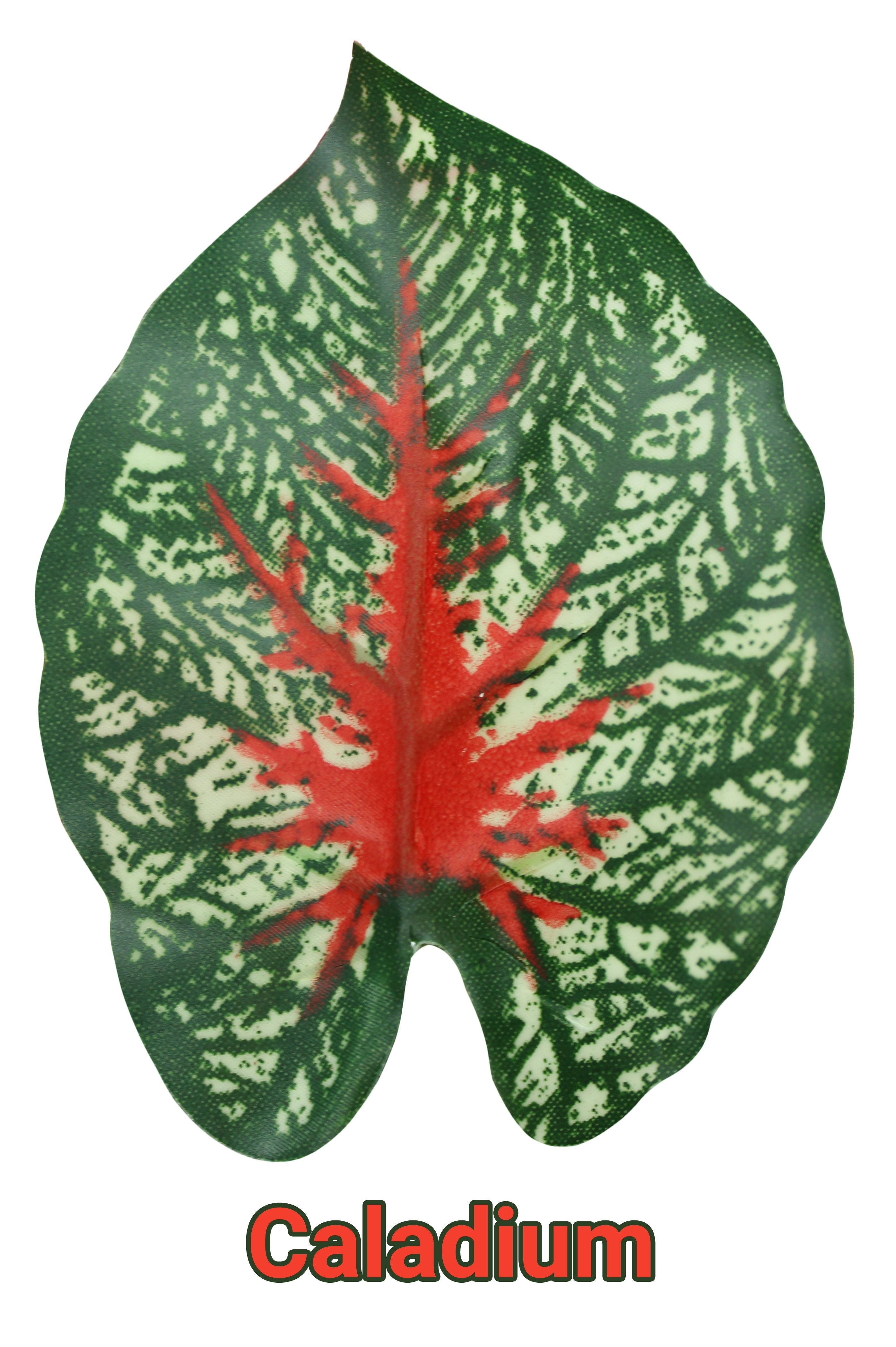 Pangea Leaf Vine - Caladium 6' Long