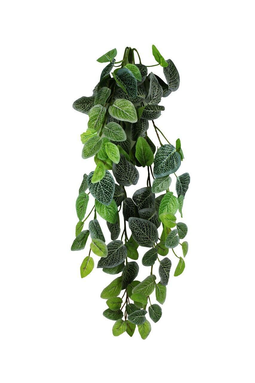 Pangea Hanging Bush - Fittonia