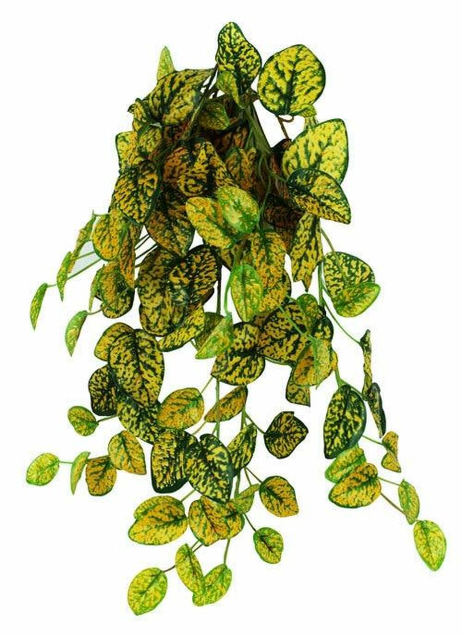 Pangea Hanging Bush - Japanese Laurel
