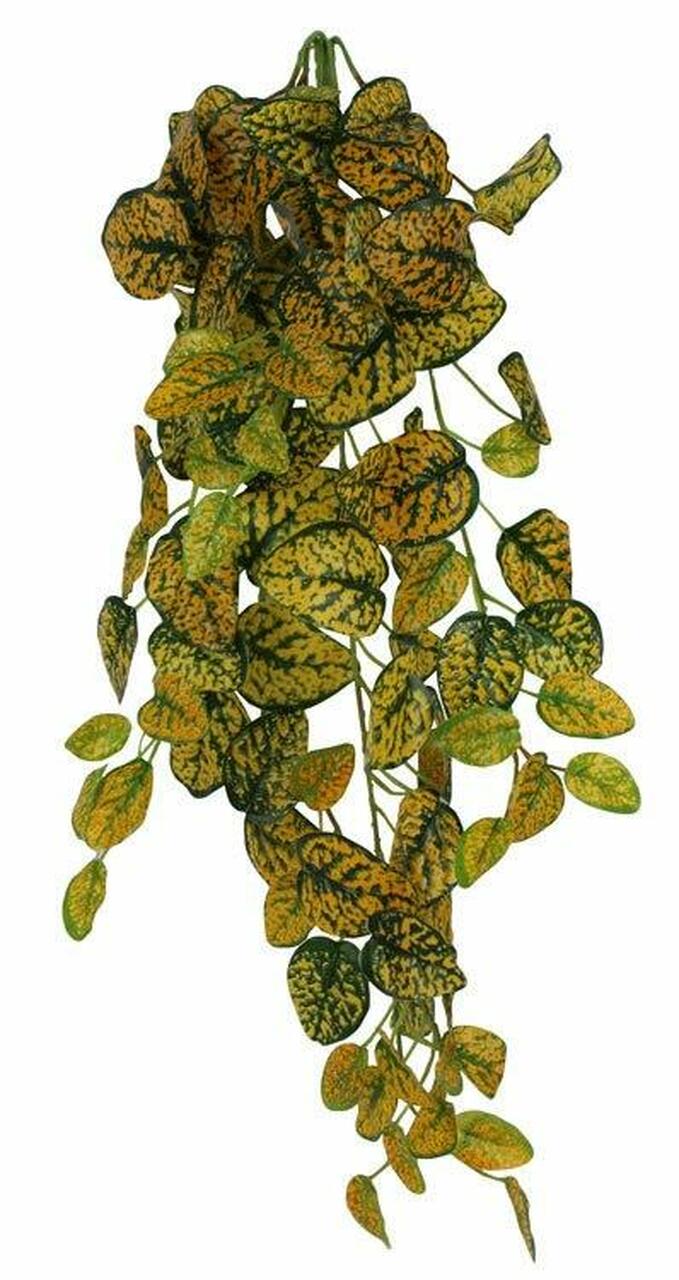 Pangea Hanging Bush - Japanese Laurel