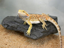Magnaturals Rock Ledge