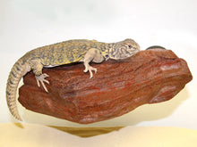 Magnaturals Rock Ledge