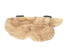 C3 Mushroom Magnetic Ledge