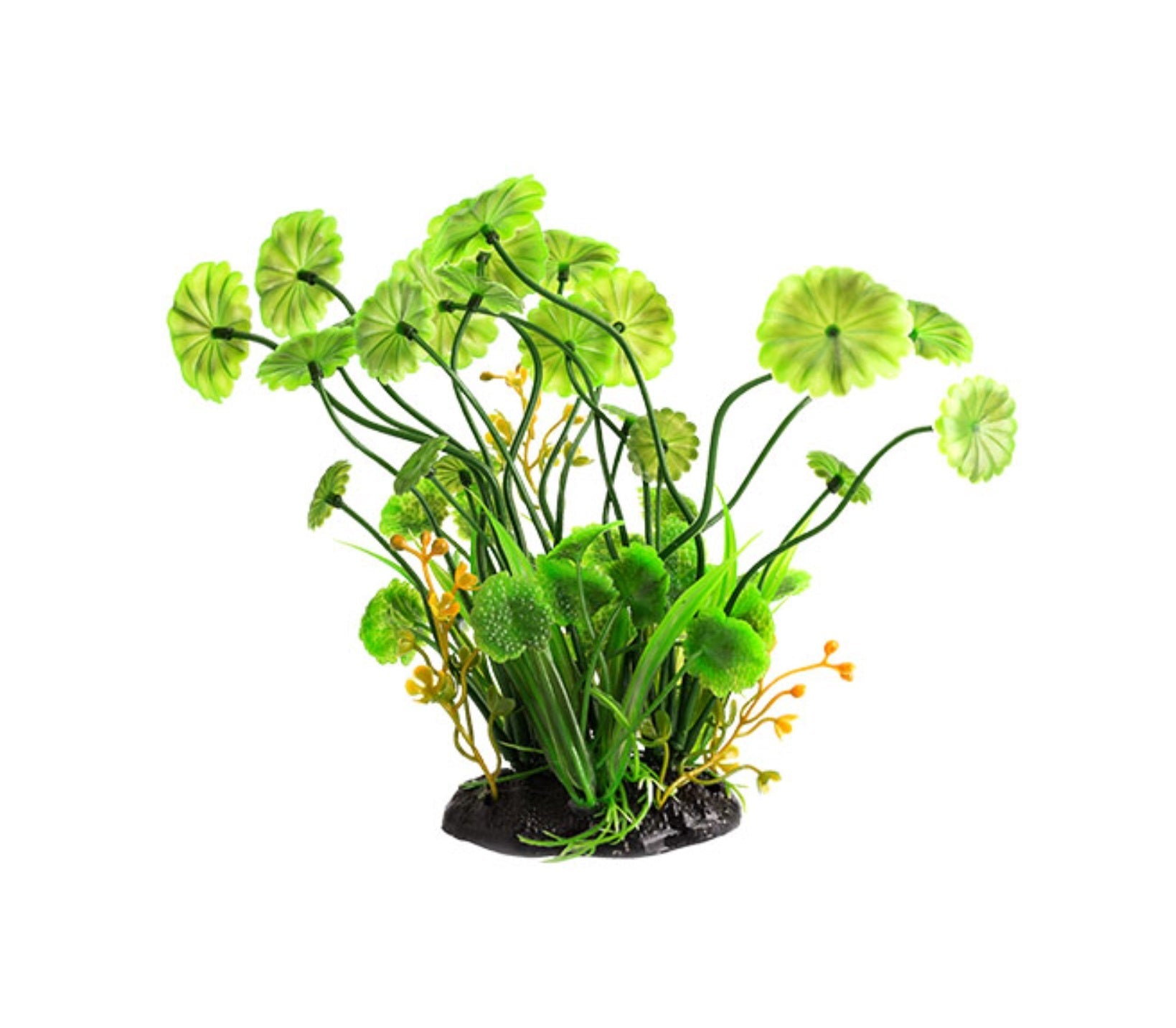 ReptiZoo Hydrocotyle vulgaris 6"