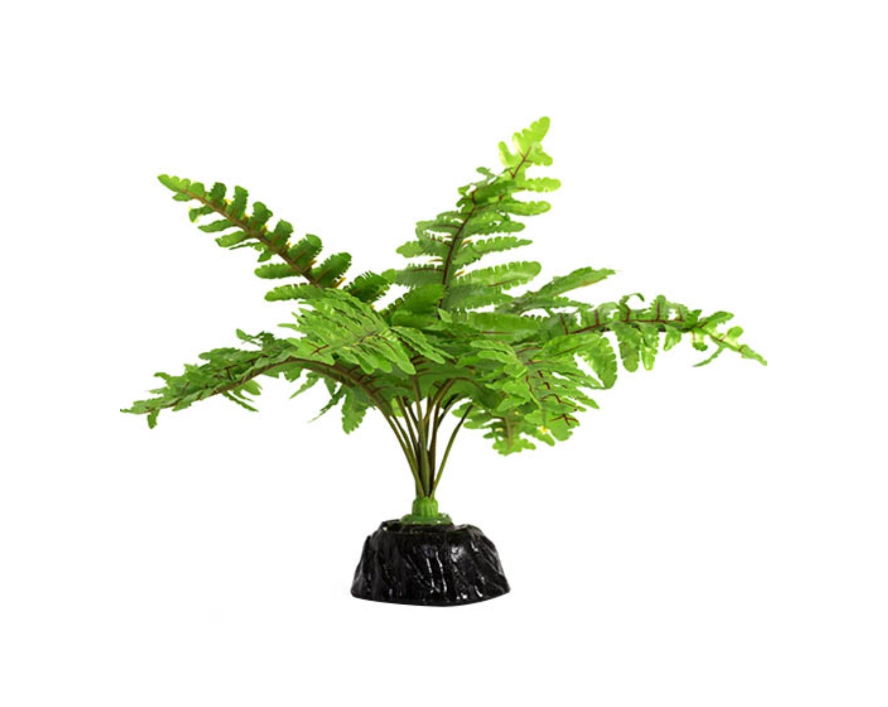 ReptiZoo Plant - Boston Fern 6"
