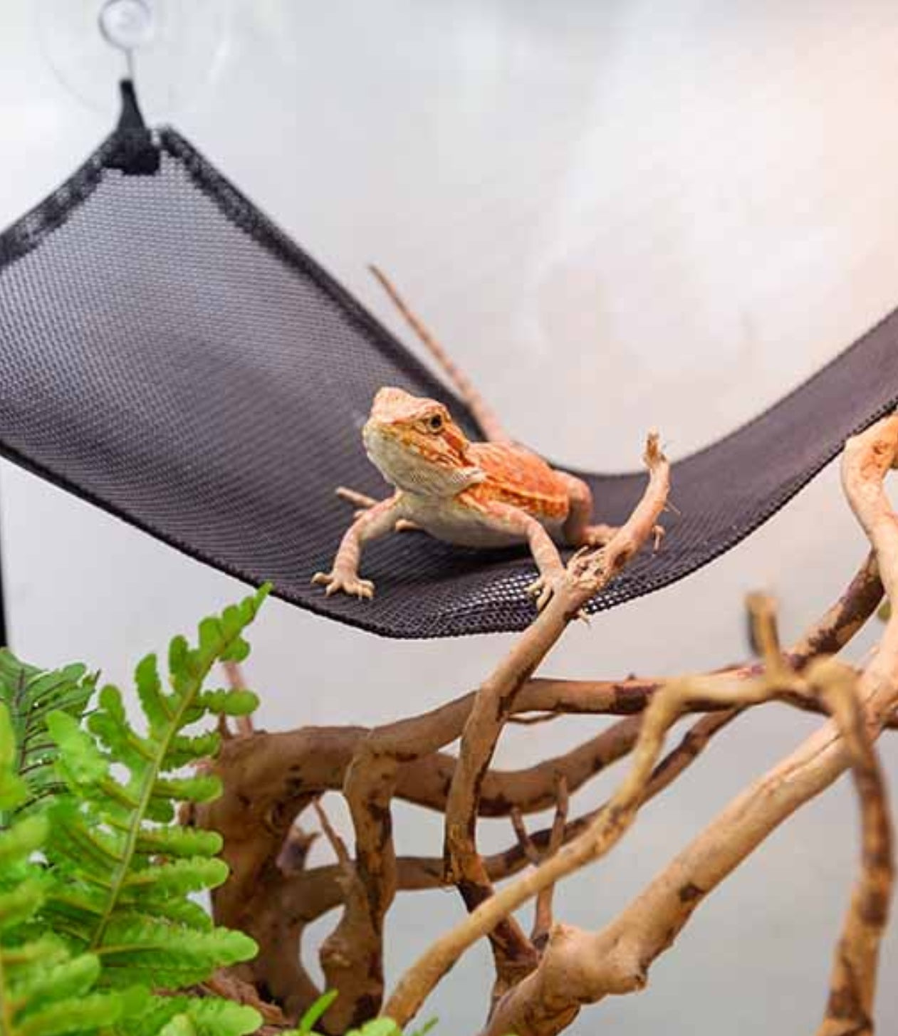 ReptiZoo Nylon Hammock - Suction Cup