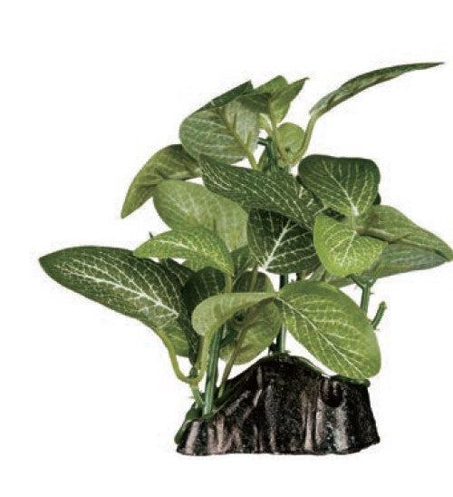 ReptiZoo Plant - Fittonia verschaffeltii 4.8"