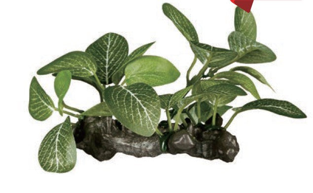 ReptiZoo Plant - Halenia elliptica 3.5"