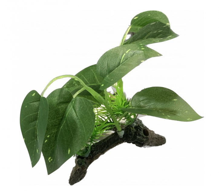 ReptiZoo Plant - Scindapsus aureus 5.5"