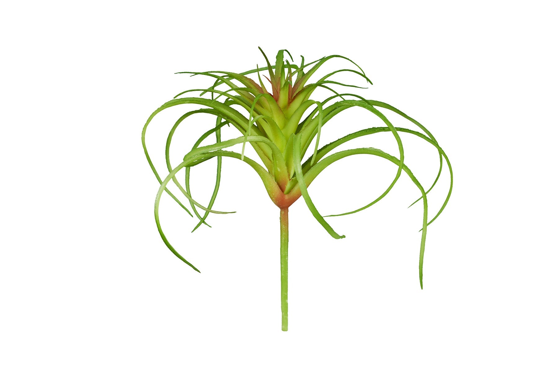 ReptiZoo Plant - Tillandsia