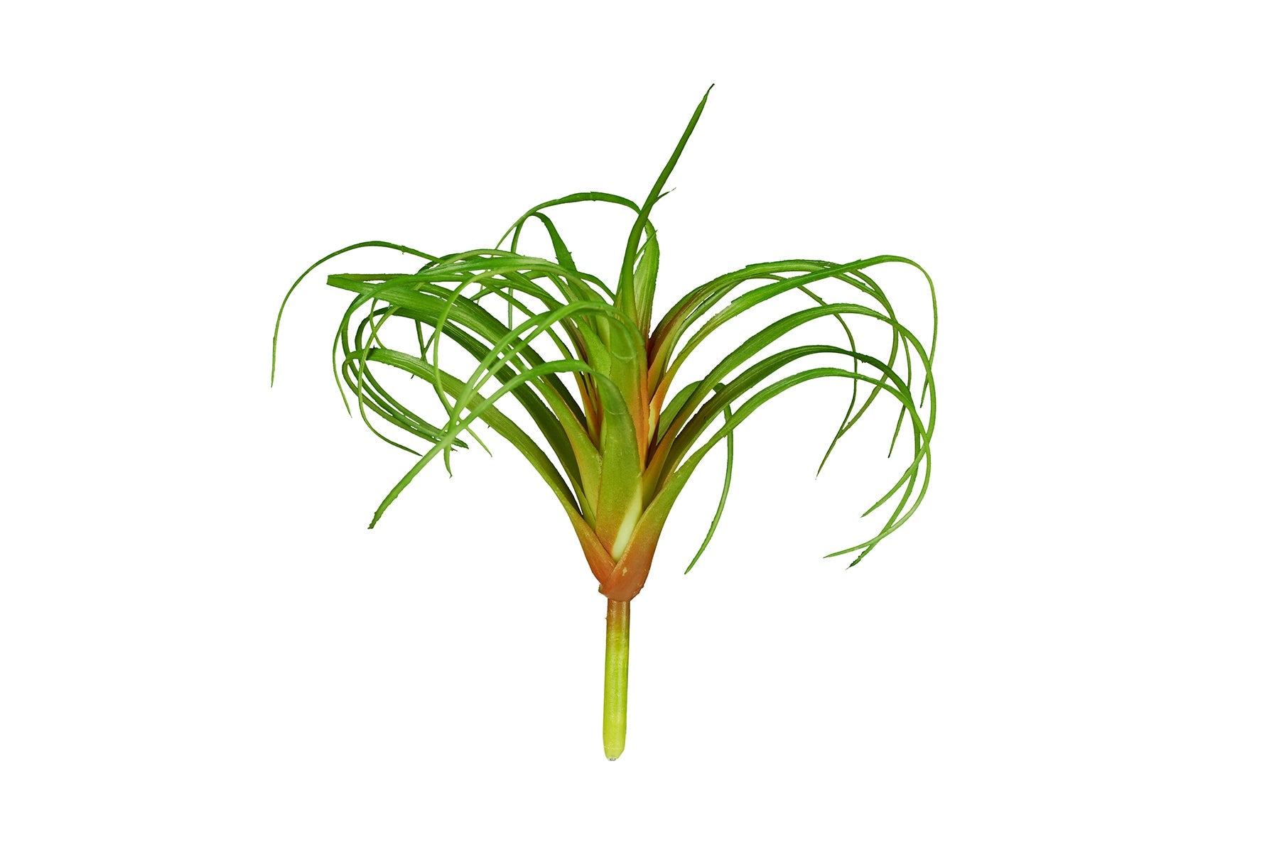 ReptiZoo Plant - Tillandsia