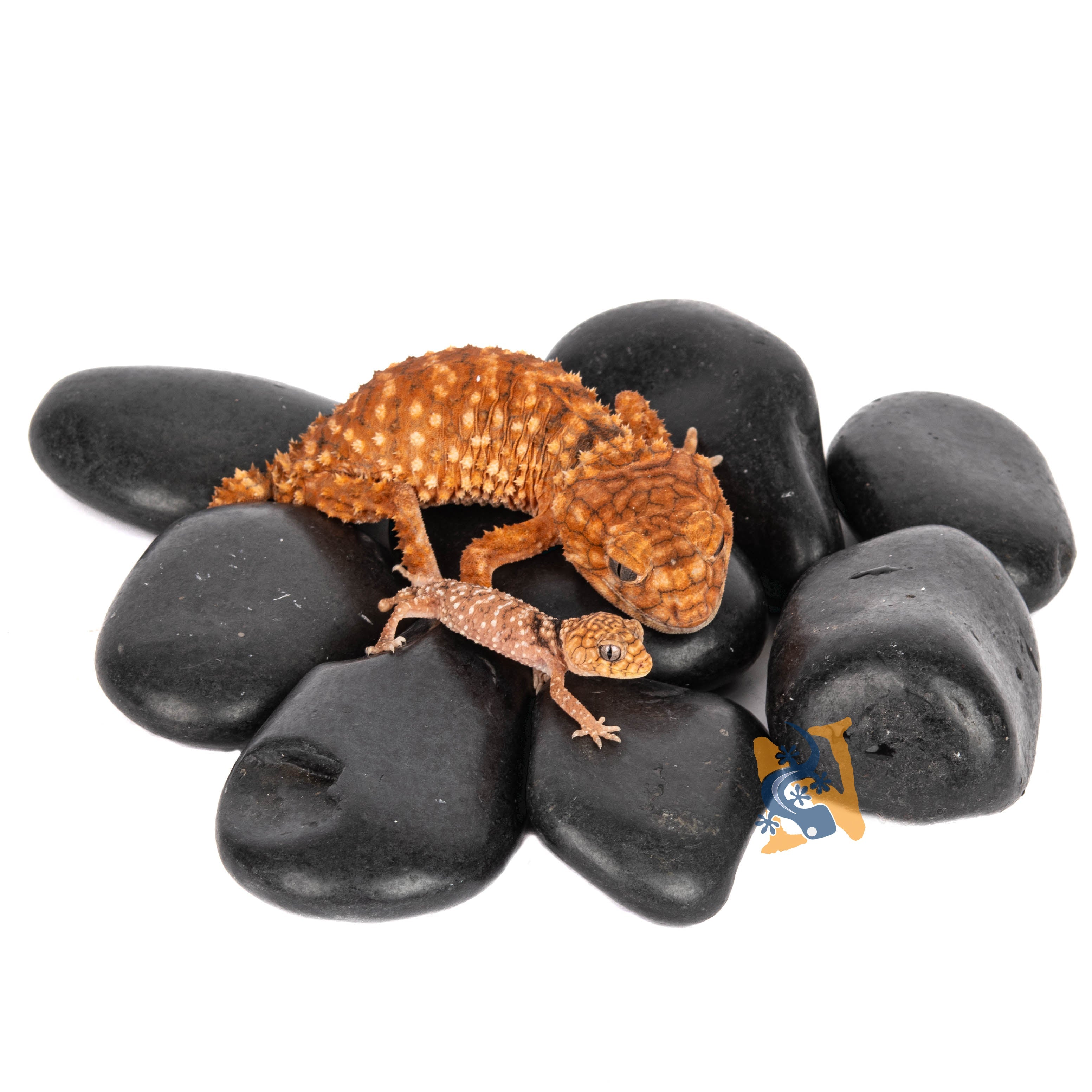 Aquaglobe Polished Pebble (Black) 2-3" Dia.