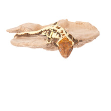 C3 Mushroom Magnetic Ledge