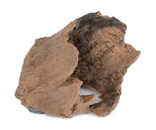 C3 Magnetic Adult Gecko Hide