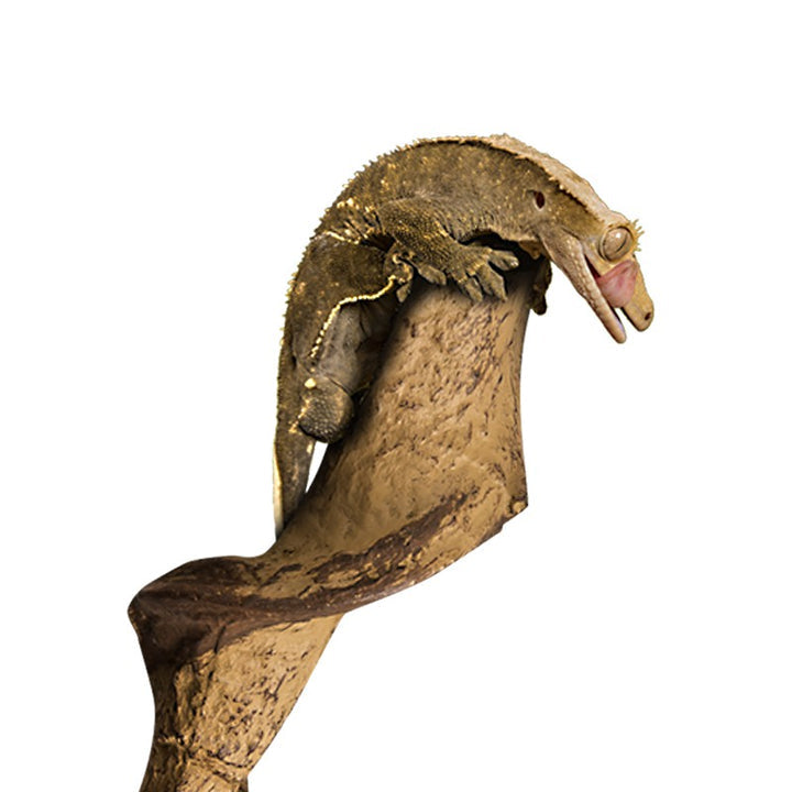 ReptiZoo Artificial Cane Liana