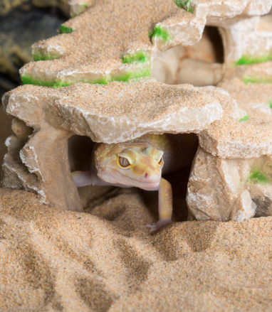 ReptiZoo Shale Step Ledge Habitat Decor