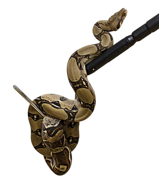 ReptiZoo 2-in-1 Snake Hook & Climbing Stick
