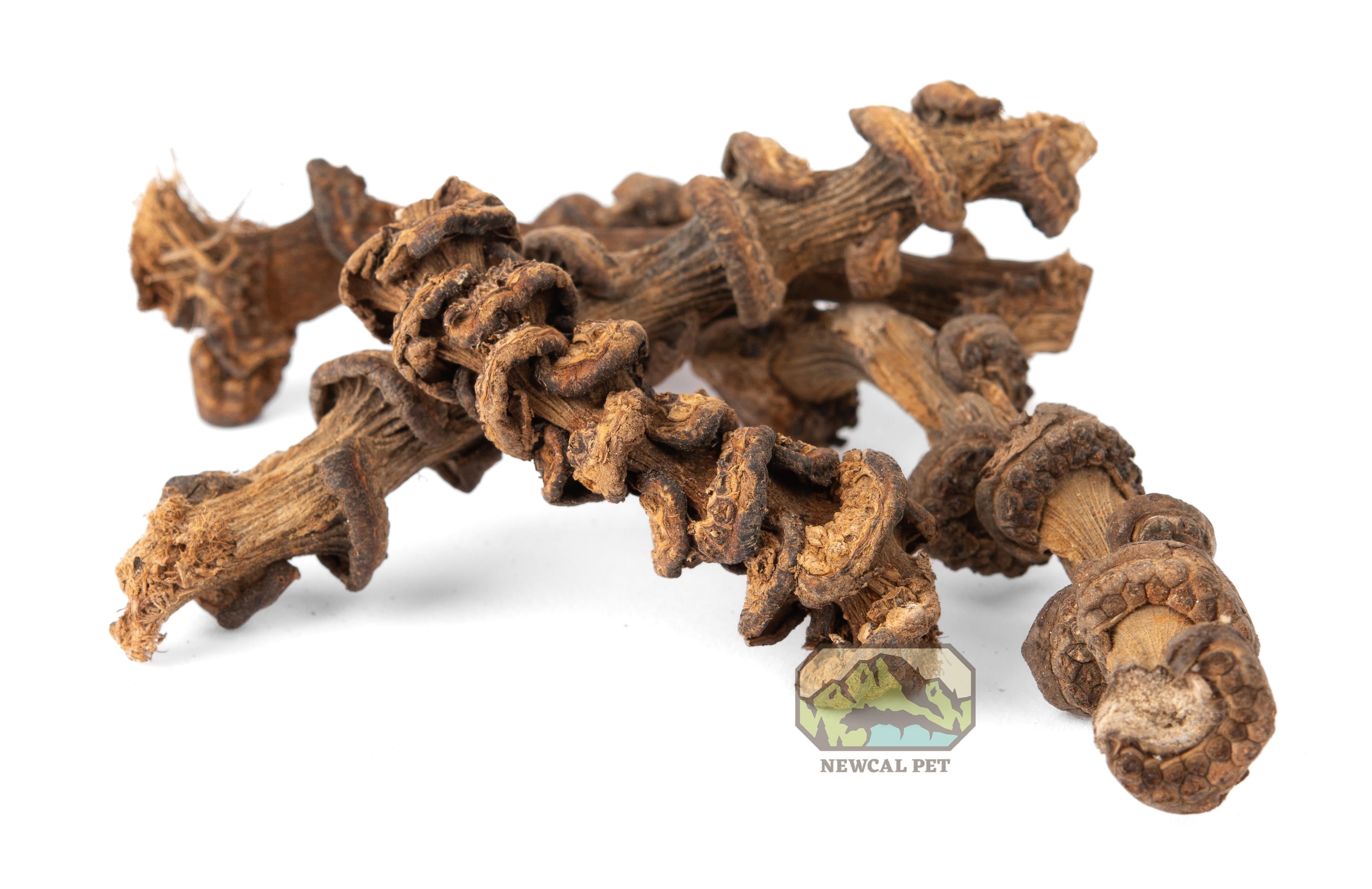 NewCal Musa Branch Stems