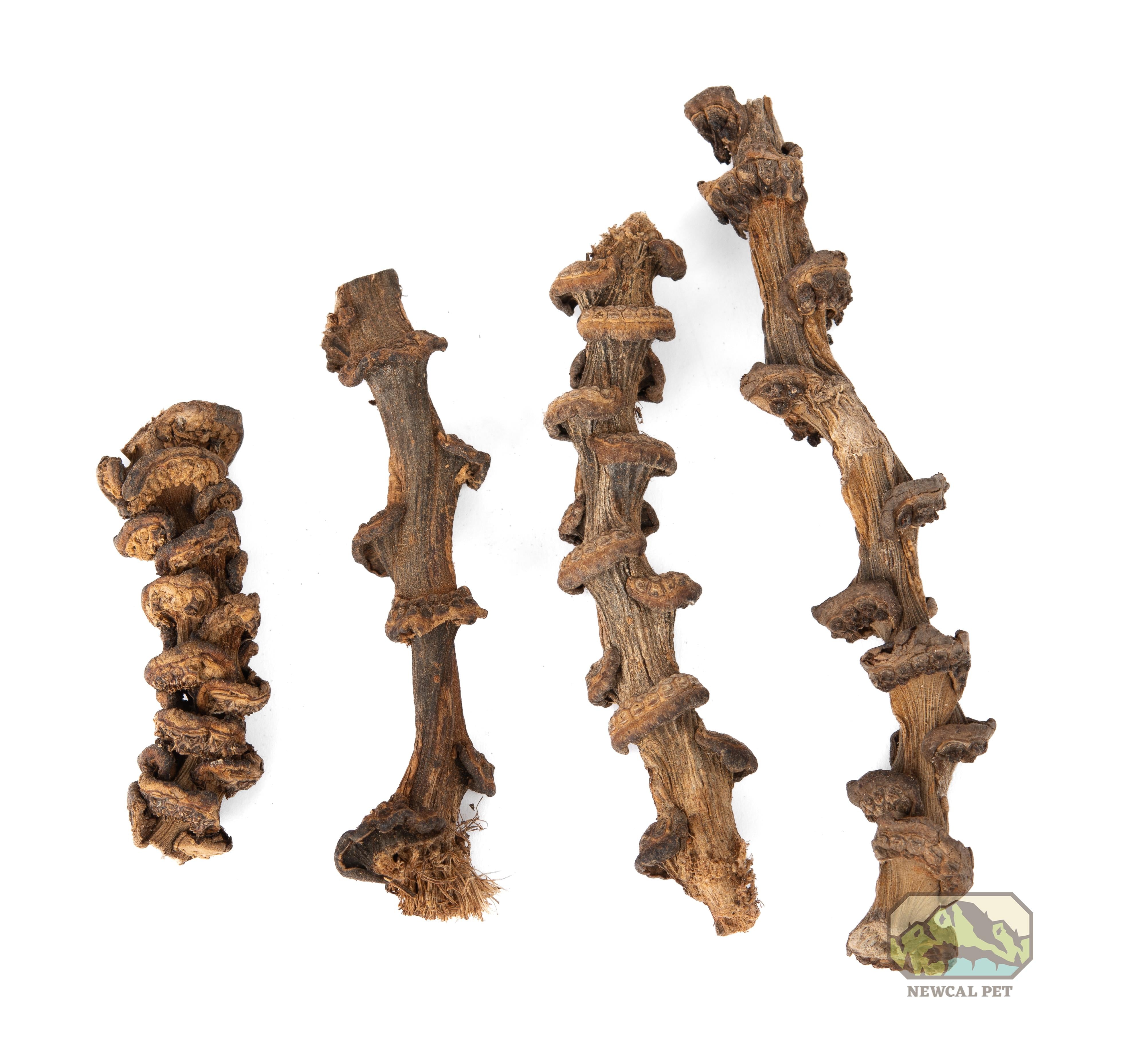 NewCal Musa Branch Stems