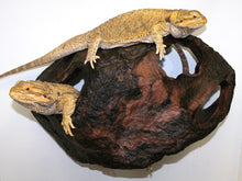 Magnaturals Hideaway