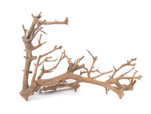 Aquaglobe MiniTree